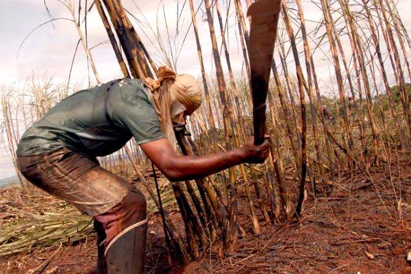 Riscos e Efeitos na Saúde dos Trabalhadores Envolvidos no Corte da Cana-de-açúcar 