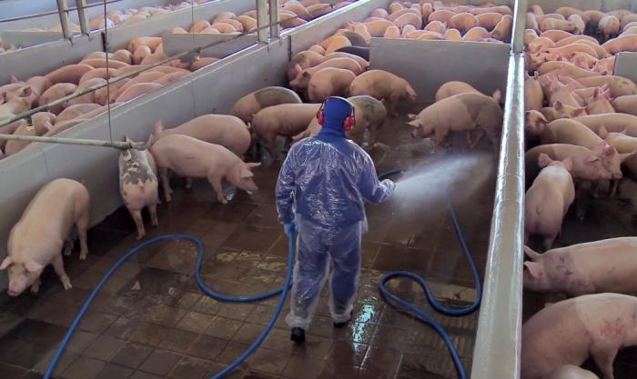 Segurança e Saúde no Trabalho em Produção Suína: Medidas Preventivas 